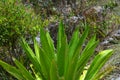 Wild agave leaf